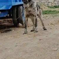 سگ قدریجونی