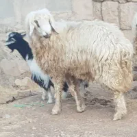 دو عدد شک ورن درجه یکی|حیوانات مزرعه|چرداول, |دیوار