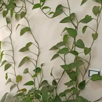 فروش گل و گیاه