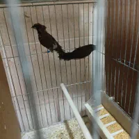 فنج بنگالی جوان