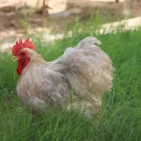 خروس کوشین لاوندر کوکو متلد