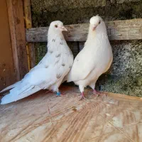 کبوتر کفتر  پرشی|پرنده|رشت, حومه رشت|دیوار