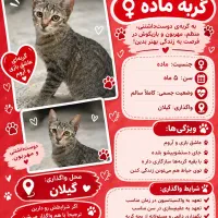 گربه ماده خانگی
