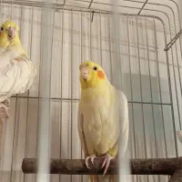 برزیلی عروس هلندی مینا