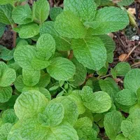 سبزیجات خانگی عمه لیلا