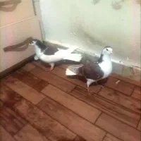 کفتر ساده و خال