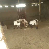 یک راس بز با دوتا یک ساله فریمان