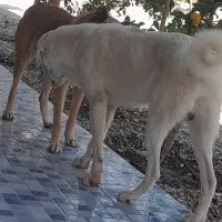 توله سگ ۶ ماهه|سگ|بندرعباس, |دیوار