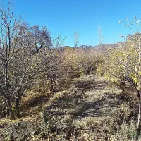 نهال آلو بخارا|گل و گیاه طبیعی|زیرکوه, |دیوار