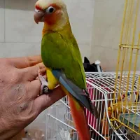 طوطی چهارماه رد چیک ردبالا بی نظیر پروازی و دستی|پرنده|شیراز, شهدای شهرک سعدی|دیوار