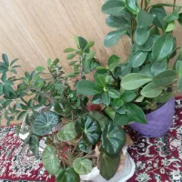 گل های زیبا