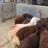 بره قزل افشار