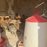 جوجه نیمچه مرغ وخروس جهادی رسمی محلی وگلپایگانی|حیوانات مزرعه|پاکدشت, پاکدشت (مامازند)|دیوار