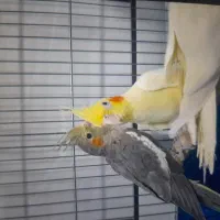 یک جفت عروس هلندی به همراه جوجه