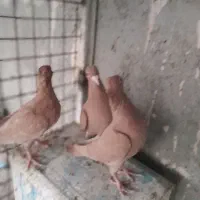 کبوتر تربت حیدریه