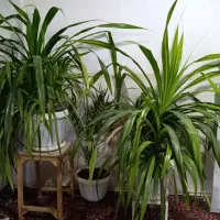 گل و گیاه|گل و گیاه طبیعی|تربت‌حیدریه, منظر|دیوار
