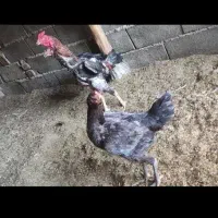 تخم لاری|حیوانات مزرعه|مزرعه کتول, |دیوار