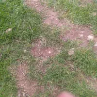 کارگری
