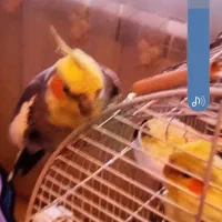 طوطی گم شده|پرنده|رشت, حاجی آباد|دیوار