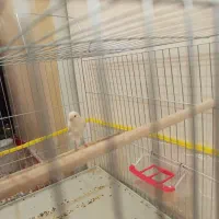 قناری نر سفید