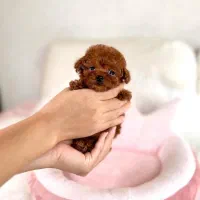 سگ پودل دارک رِد تیکاپ