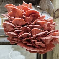 فروش بذر قارچ و اموزش پرورش قارچ