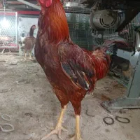 جوجه لاری اصیل دنگ بالا