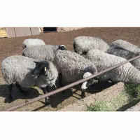 میش رومانوف رومانف آبستن