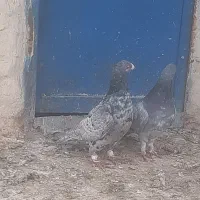 کبوتر کوهی دورگ|پرنده|باوی, |دیوار