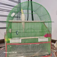 عروس هلندی لوتینو نر|پرنده|عباسآباد, |دیوار