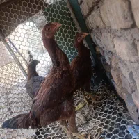 مرغ لاری|حیوانات مزرعه|مشهد, ایوان|دیوار