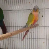 دو جفت گربنچیک مولد|پرنده|تهران, بهارستان|دیوار