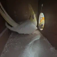 عروس هلندی جفت مولد رامه رام لوتینو|پرنده|تهران, شهید رجایی|دیوار