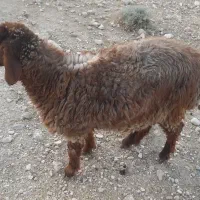 میش و بره