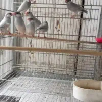 فنج نرگسی سیلور بالغ