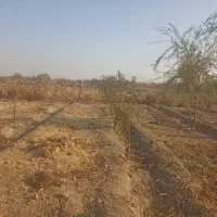 فروش باغچه در پیشک دو ماهدشت|فروش زمین و ملک کلنگی|ماهدشت, |دیوار