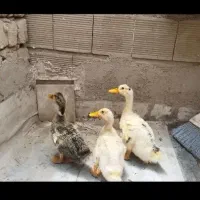 جوجه اردک|حیوانات مزرعه|قم, محمد آباد|دیوار