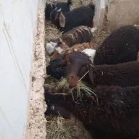 بره و بزغاله نروماده