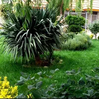 خدمات باغبانی ( گل وگیاه باغچه ای، آپارتمانی)|خدمات باغبانی و درختکاری|تهران, نیروی هوایی (پیروزی)|دیوار