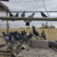 ۳۵عددکفترناب راهکش