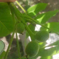 هرس تخصصی و آبیاری قطره ای کنترل با موبایل|خدمات باغبانی و درختکاری|تبریز, |دیوار