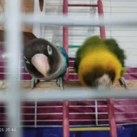 طوطی برزیلی