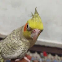 عروس هلندی ماده