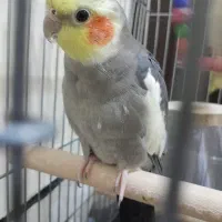 پرنده|پرنده|تهران, نظام‌آباد|دیوار