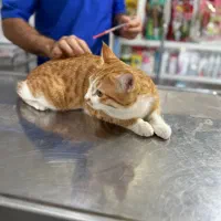گربه گمشده