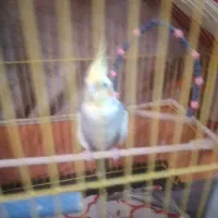 عروس هلندی|پرنده|آمل, |دیوار