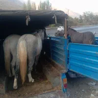 فروش اسب مادیان پالونی|اسب و تجهیزات اسب‌سواری|لاران, |دیوار