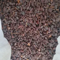 کشمش آفتابی