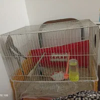 جفت عروس هلندی|پرنده|مشهد, جاهد شهر|دیوار