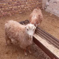 بز جوان دانه ۵۲۰۰|حیوانات مزرعه|تربت جام, معدآباد|دیوار